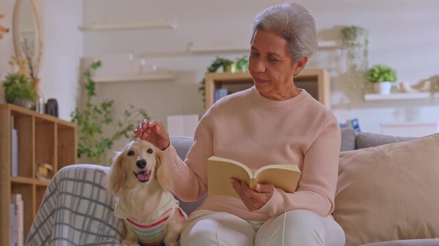 Senior woman reading book with dog on sofa in living room, cozy home scene with relaxed pet companion, calm lifestyle, smiling gray haired adult indoors beside cheerful small dog