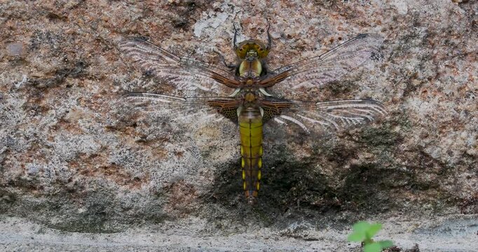 A Close-up of a Broad-bodied Chaser Emerging on a Wall.