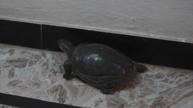 Small turtle crawling on a patterned marble floor indoors