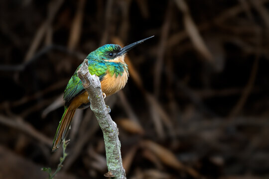 Rufous-tailed Jacamar - Galbula ruficauda, beautiful colored near passerine bird which breeds in the tropical New World, Pantanal, Brazil.