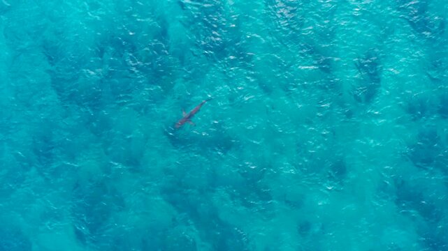 Rare aerial drone footage capturing a large blacktip reef shark swimming through crystal-clear turquoise tropical waters in Hawaii. Filmed from directly above, the shark glides gracefully shallow reef
