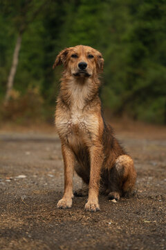 wet dog sitting on dirt road outdoor with green forest background