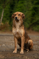 Obraz premium wet brown dog sitting on dirt ground with blurred green forest background