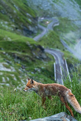 Naklejka premium Red Fox on Transfagarasan Mountain Road in Romania