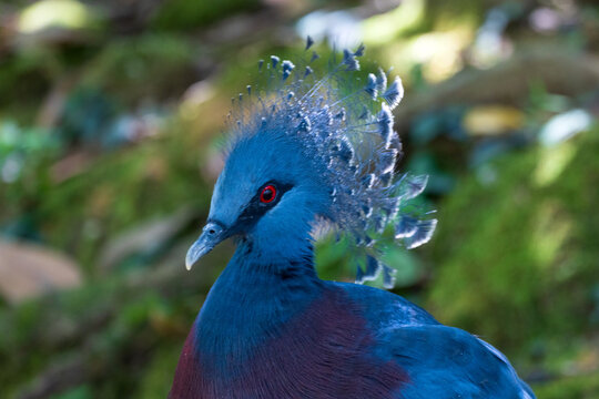 Victoria Crowned Pigeons are native to the lowland forests of New Guinea and nearby islands. They are one of the largest pigeon species in the world.