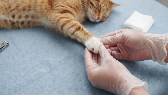 Veterinarian in gloves examining cat paw on medical table in clinic
