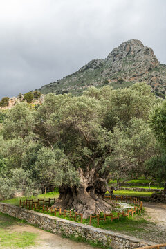 Ancient Olive Tree in Crete, Greece