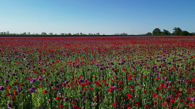 Aerial view of red poppy flowers field blooming under blue sky. Scenic landscape in summer. Natural beauty countryside background, 4k