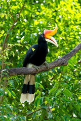 The rhinoceros hornbill (Buceros rhinoceros) is a large species of forest hornbill (Bucerotidae). In captivity it can live for up to 35 years. © Denise