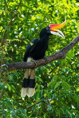 The rhinoceros hornbill (Buceros rhinoceros) is a large species of forest hornbill (Bucerotidae). In captivity it can live for up to 35 years. © Denise