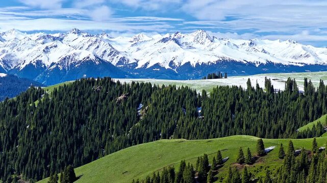 Aerial view of green hills with spruce forests against snow-capped mountain peaks in Kalajun Grassland, Ili, Xinjiang, China.