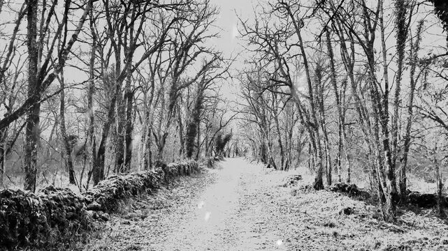 Black and White Winter Country Path Lined with Dry Stone Wall and Bare Trees on snow
