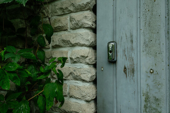 old wooden door with ivy