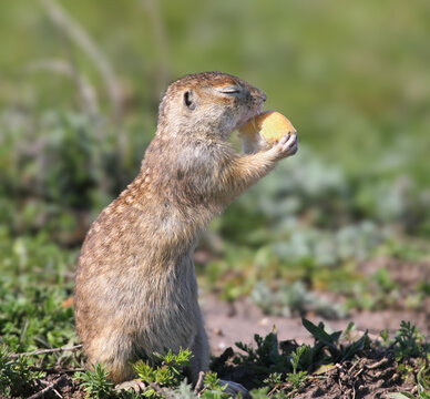 European Ground Squirrel (Spermophilus citellus) standing upright on its hind legs with eyes closed, enjoying a piece of bread held in its paws.