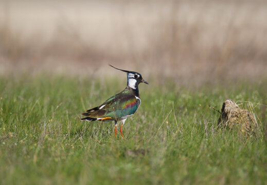 Northern Lapwing (Vanellus vanellus) standing in profile in a green grassy field, displaying its long crest, iridescent greenish back, black breast, and orange undertail coverts.
