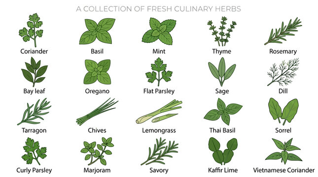 Collection of fresh culinary herbs illustrated in a vector style