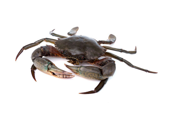 Fresh live raw Giant male mangrove green mud crab - Scylla paramamosain with strong claws isolated on white background.