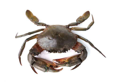 Fresh live raw Giant male mangrove green mud crab - Scylla paramamosain with strong claws isolated on white background.