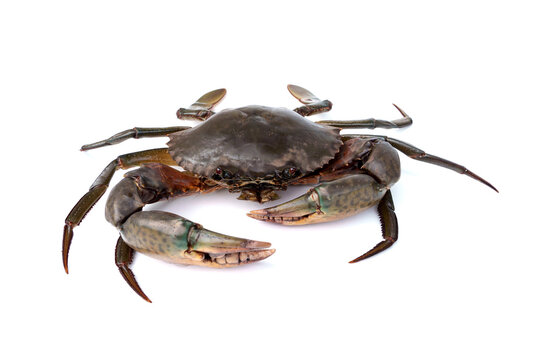 Fresh live raw Giant male mangrove green mud crab - Scylla paramamosain with strong claws isolated on white background.
