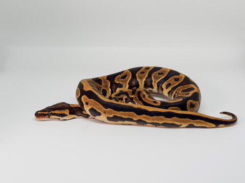 Ball Python breeding in Thailand