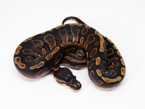 Ball Python breeding in Thailand