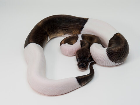 Ball Python breeding in Thailand