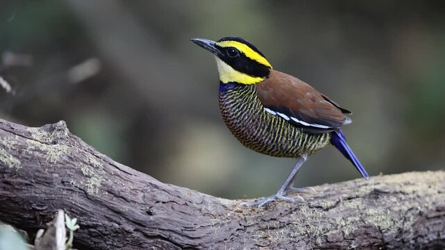 Javan banded pitta (Hydrornis guajanus) is a species of bird in the family Pittidae. This photo was taken in east Java.