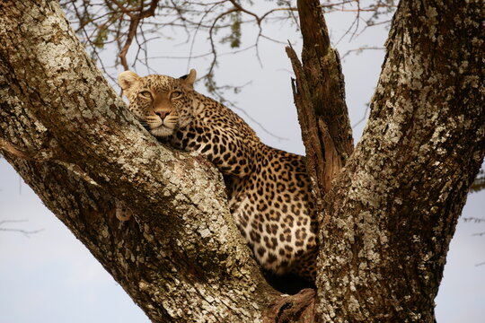 Liegender Leopard auf einem Baum in Tansania