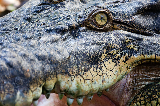 Crocodile eye close-up view