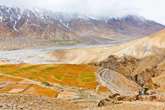 A fields in Spiti Valley in Himalayas. Himachal Pradesh, India