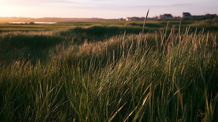Naklejka premium Golden sunlight filters through tall grasses in a serene meadow at dusk creating soft shadows and warm tones across the landscape
