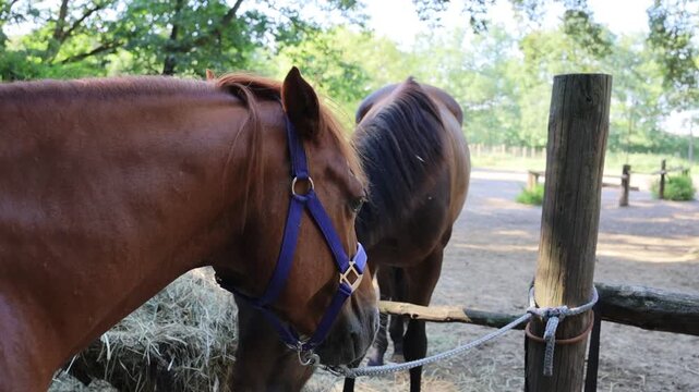 Static close-up shot of brown horse eating hay behind wooden fence in rural stable paddock
