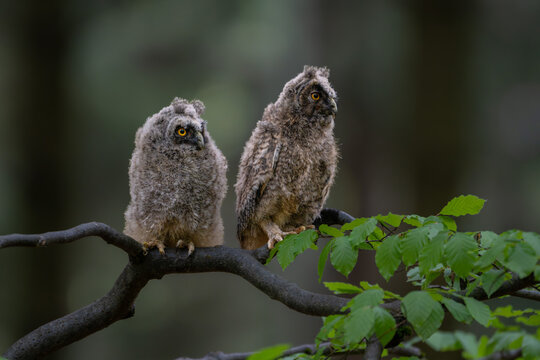 Two young long-eared owl chicks, Asio otus, with fluffy feathers sitting together on a green tree branch in a dark forest.