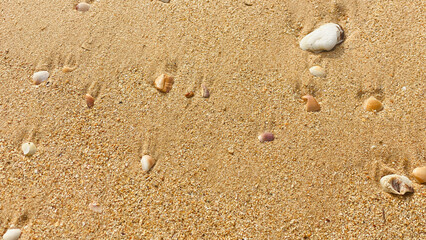 Golden sandy beach texture scattered with natural seashells, creating a warm coastal background with detailed grains and organic patterns. © Kanishka