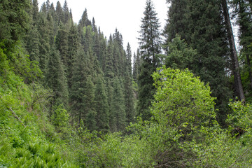 Dense coniferous forest covering a green mountain valley with tall evergreen trees and lush vegetation in a remote natural landscape © Egor