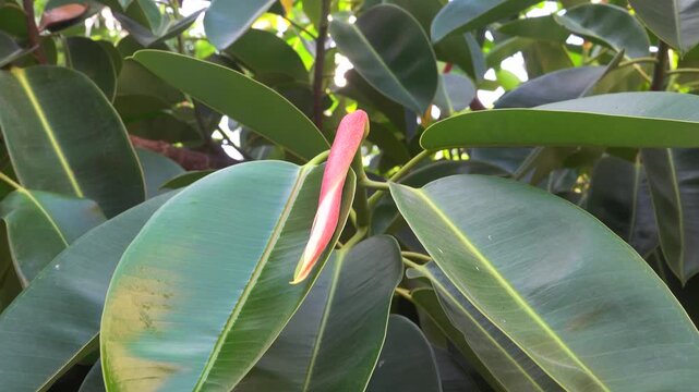 Assam rubber (Ficus elastica) evergreen tree leathery leaves. has industrial significance as a tree that produces rubber, decorative indoor plant. Vietnam