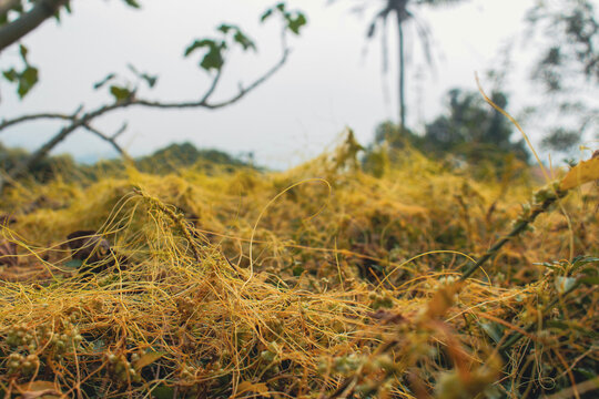 Close up yellow parasitic dodder plant growing on green leaves