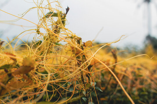 Close up yellow parasitic dodder plant growing on green leaves