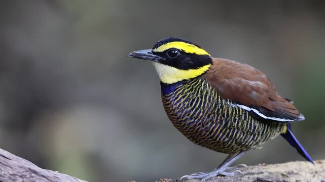 Javan banded pitta (Hydrornis guajanus) is a species of bird in the family Pittidae. This photo was taken in east Java.
