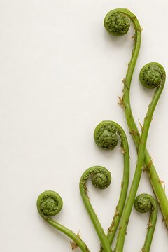 Close-up view of green fern fiddleheads on a white background
