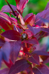 Beautiful red flower leaves with a snail sitting in them. Selective focus, bokeh, vertical photo. © Richir