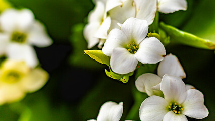 Obraz premium Jardim Botânico - São Paulo - Brasil