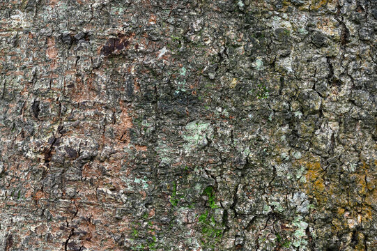 abstract background of tree bark surface close up