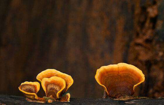 Turkey Tail ( Trametes versicolor ) on a log close up