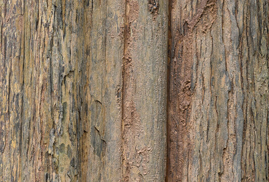 abstract background of tree bark surface close up