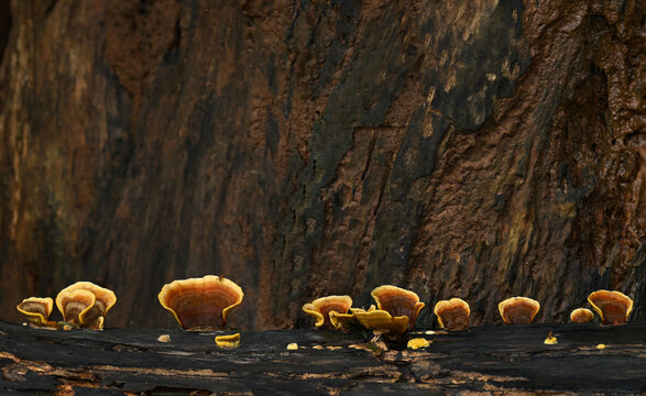 Turkey Tail ( Trametes versicolor ) on a log close up