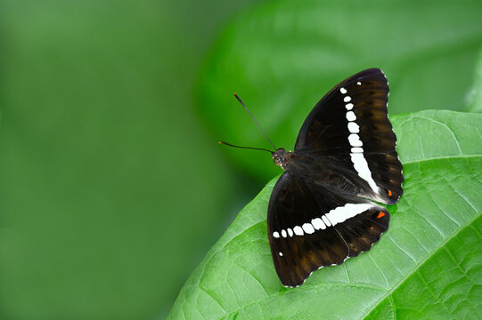 Redtail Marquis ( Euthalia recta )  on green leaf close up