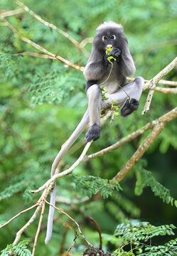 Dusky leaf monkey  eating fruit on the tree at Kaeng Krachan National park,western thailand