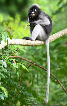 Dusky leaf monkey  eating fruit on the tree at Kaeng Krachan National park,western thailand
