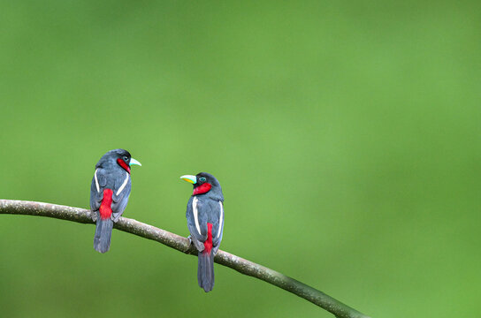 male and female Black-and-Red Broadbill (Cymbirhynchus macrorhynchos) perched on tree branches , Kaeng Krachan National Park , Thailand